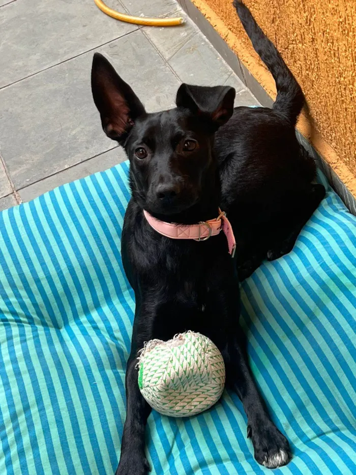 Cachorro raça SRD-ViraLata idade 1 ano nome Pretinha