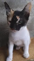 Bela
