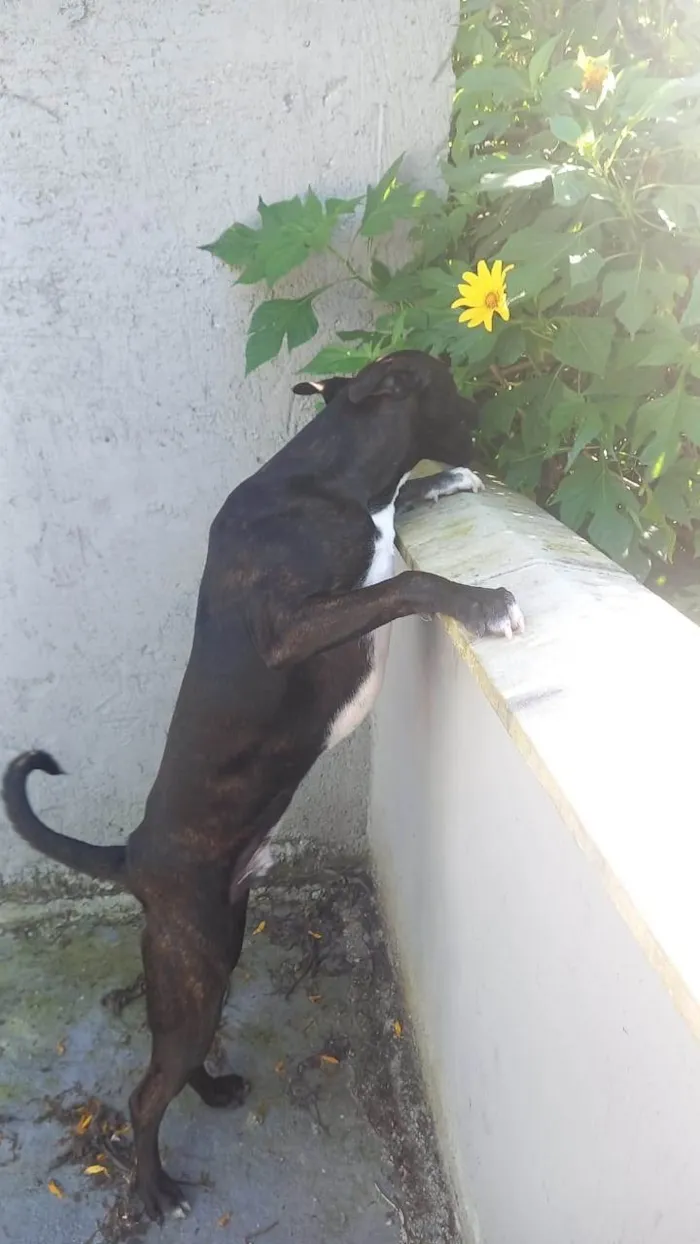 Cachorro ra a Sem raça definida  idade 1 ano nome Freedie