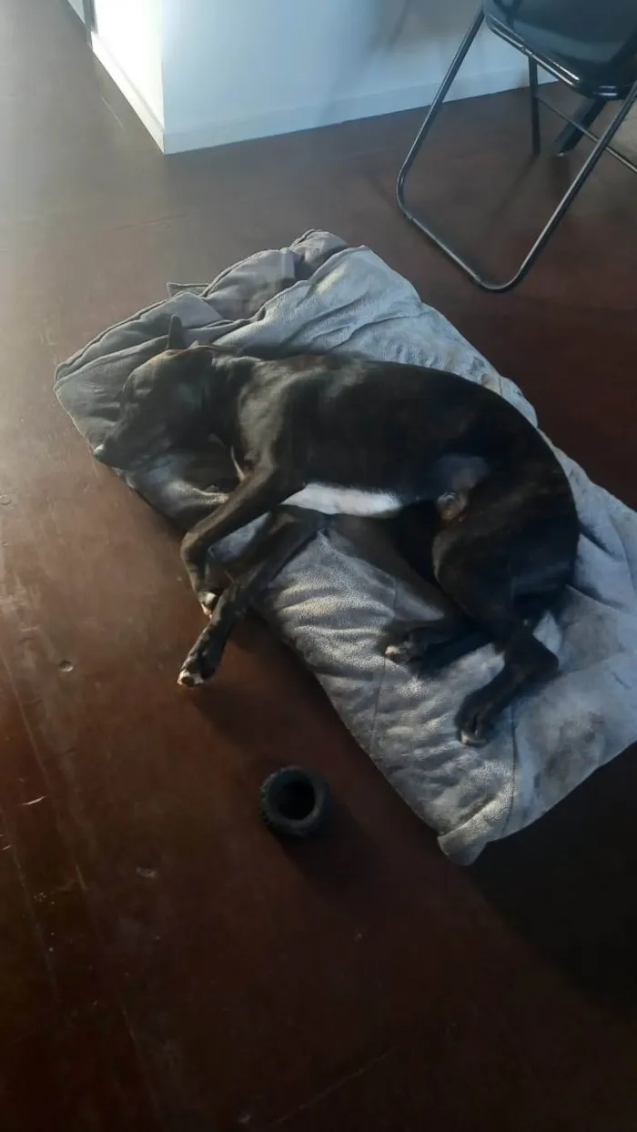 Cachorro ra a Sem raça definida  idade 1 ano nome Freedie