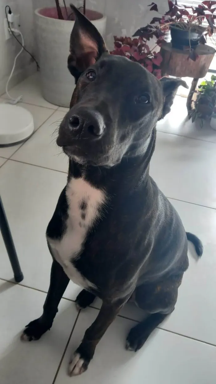 Cachorro ra a Sem raça definida  idade 1 ano nome Freedie