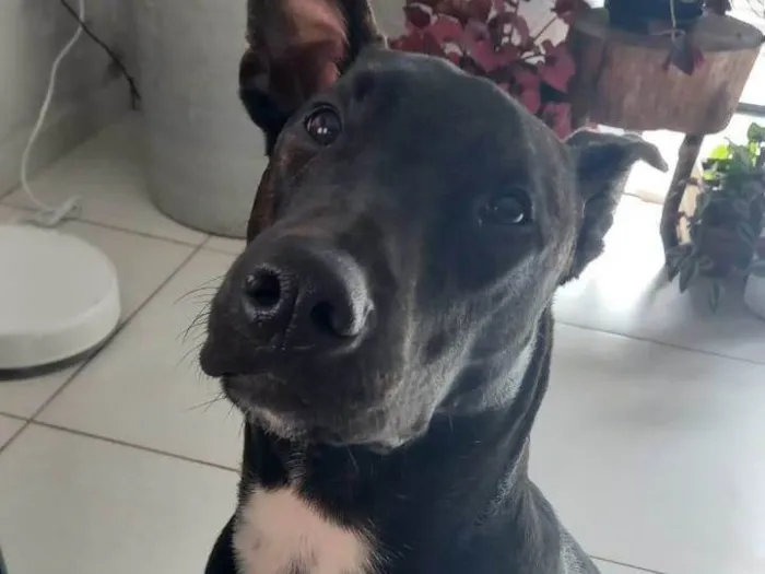 Cachorro ra a Sem raça definida  idade 1 ano nome Freedie