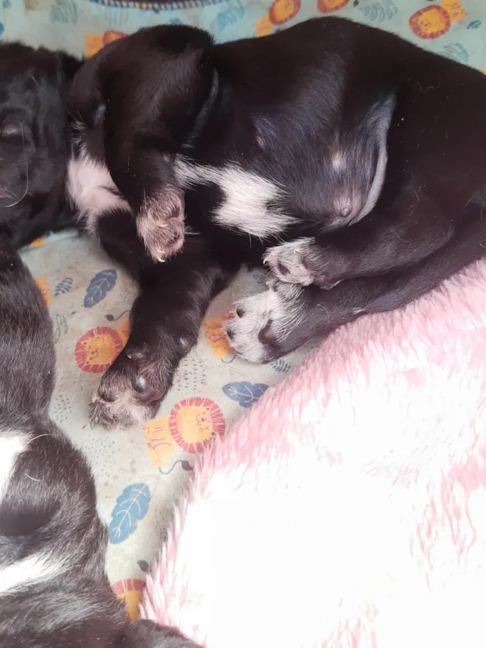 Cachorro ra a SRD-ViraLata idade 2 a 6 meses nome Paçoca 