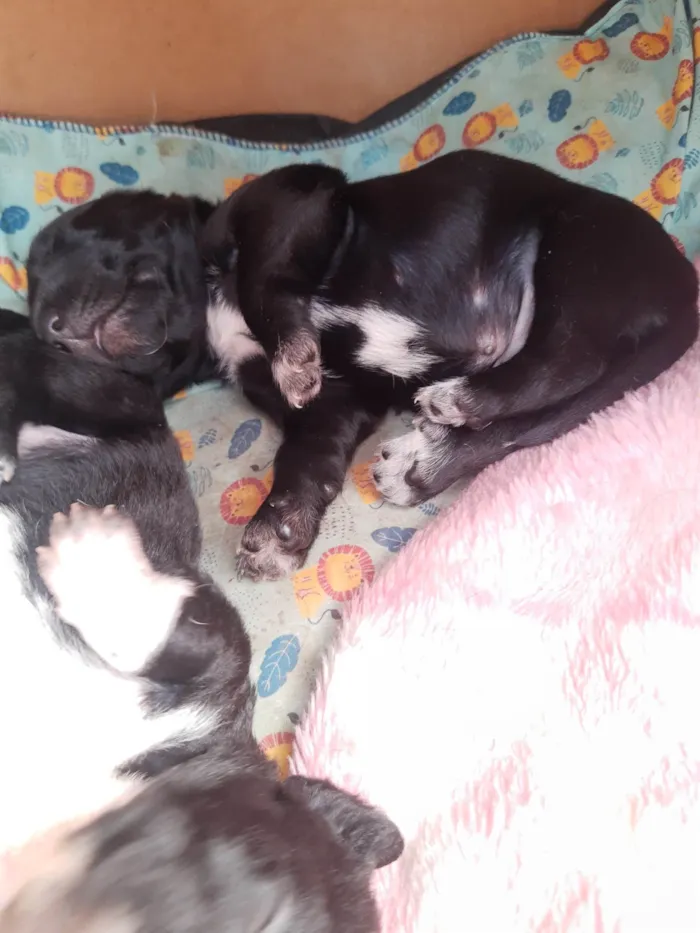 Cachorro ra a SRD-ViraLata idade 2 a 6 meses nome Paçoca 