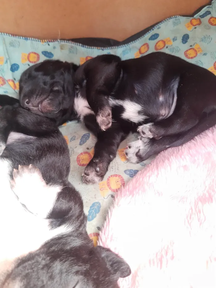 Cachorro ra a SRD-ViraLata idade 2 a 6 meses nome Paçoca 