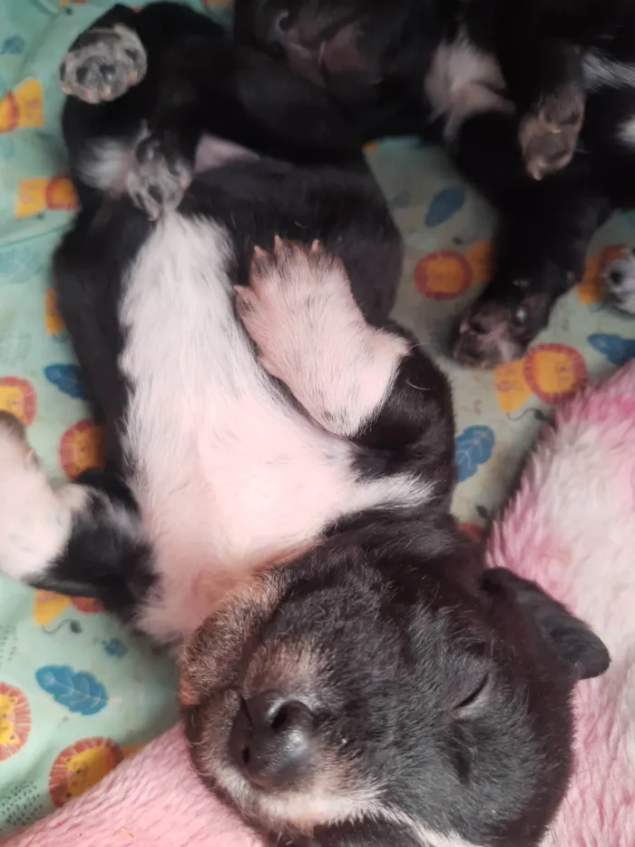 Cachorro ra a SRD-ViraLata idade 2 a 6 meses nome Paçoca 