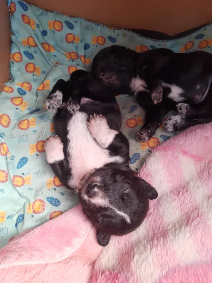 Cachorro ra a SRD-ViraLata idade 2 a 6 meses nome Paçoca 