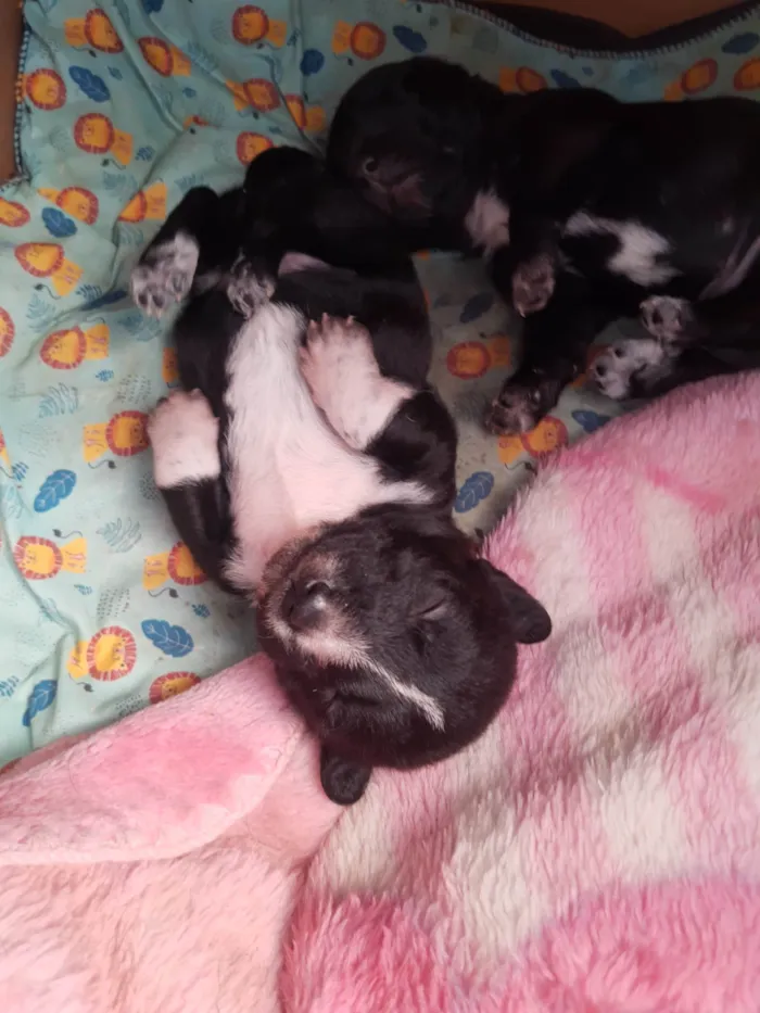 Cachorro ra a SRD-ViraLata idade 2 a 6 meses nome Paçoca 