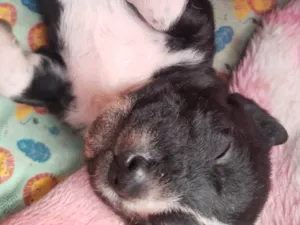 Cachorro raça SRD-ViraLata idade 2 a 6 meses nome Paçoca 