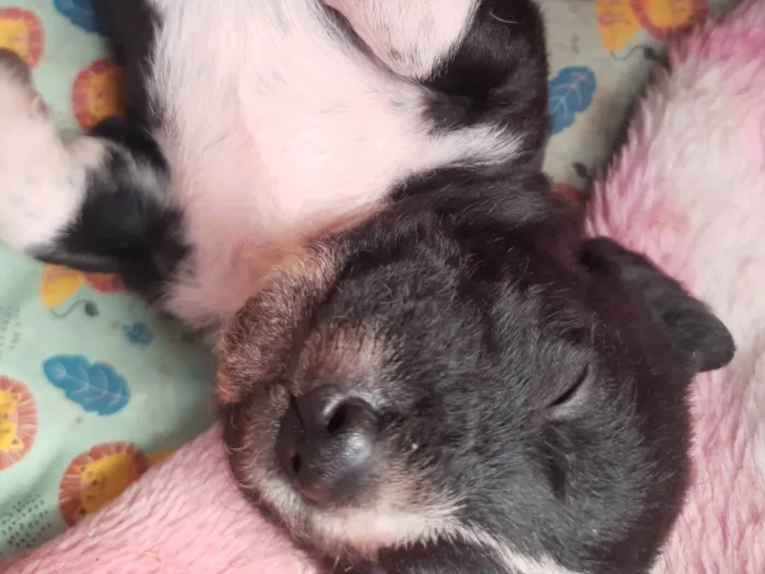 Cachorro ra a SRD-ViraLata idade 2 a 6 meses nome Paçoca 
