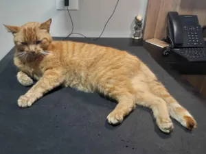 Gato raça SRD idade 2 anos nome Não sei