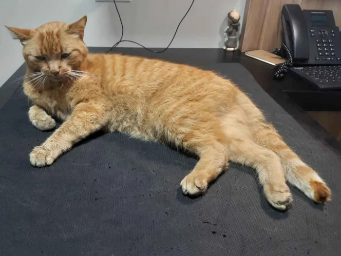Gato ra a SRD idade 2 anos nome Não sei
