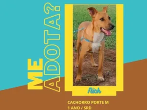 Cachorro raça SRD-ViraLata idade 1 ano nome Nick 