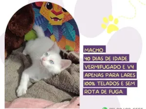Gato raça Sem raça definida idade Abaixo de 2 meses nome Snow