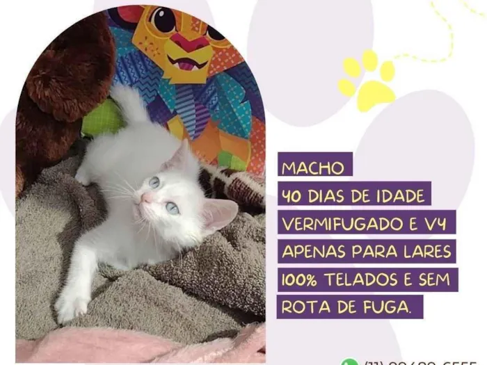 Gato raça Sem raça definida idade Abaixo de 2 meses nome Snow