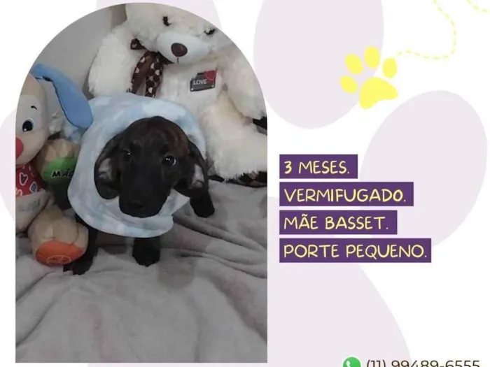 Cachorro raça Basset lata idade Abaixo de 2 meses nome Bud