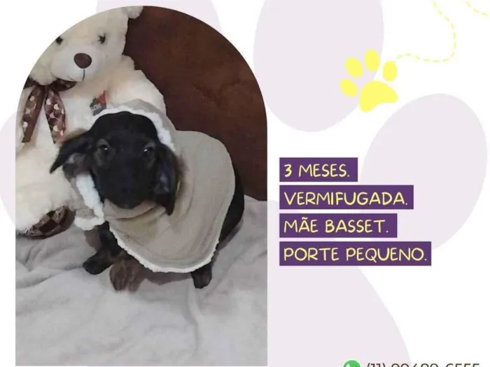 Cachorro raça Basset lata idade Abaixo de 2 meses nome Miuxa 