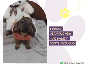 Cachorro raça Basset lata idade Abaixo de 2 meses nome Milu