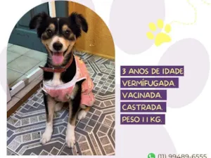 Cachorro raça SRD-ViraLata idade 1 ano nome Maezinha