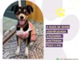Cachorro raça SRD-ViraLata idade 1 ano nome Maezinha