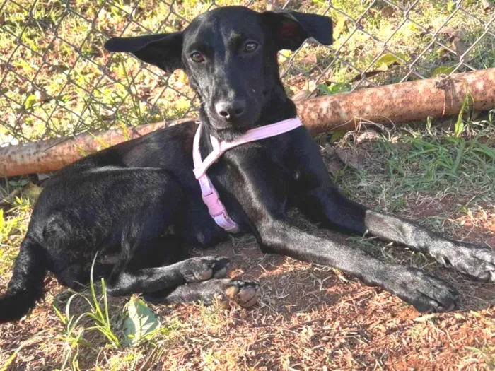Cachorro raça SRD-ViraLata idade 1 ano nome Pretinha