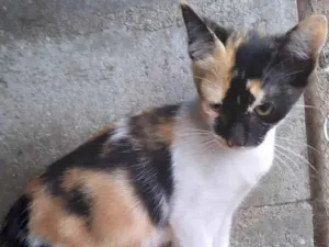 Gato raça SRD idade 2 a 6 meses nome Bela