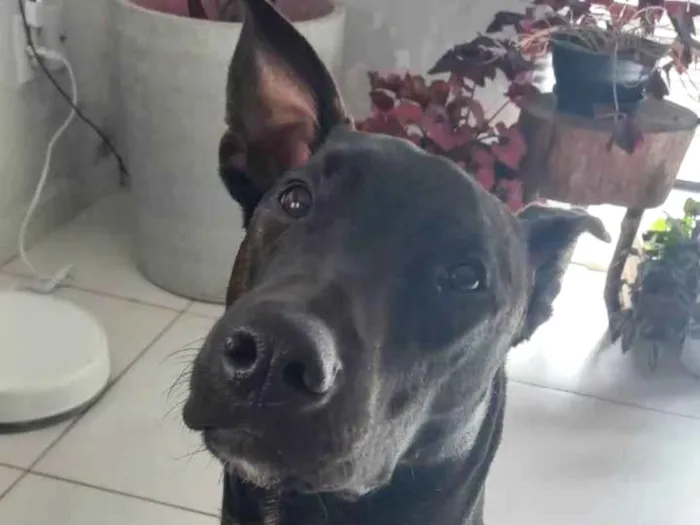 Cachorro ra a Sem raça definida  idade 1 ano nome Freedie