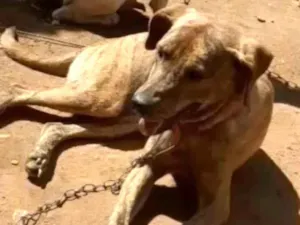 Cachorro raça Vira lata  idade 3 anos nome Tigresa