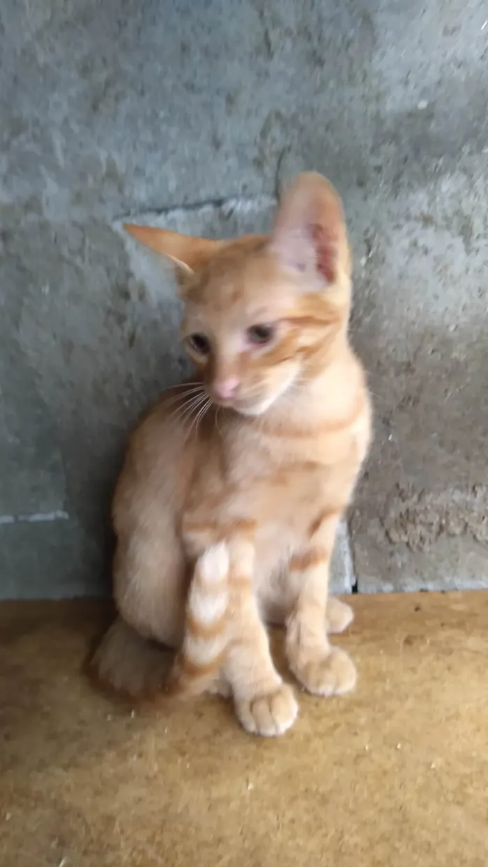 Gato ra a SRD-ViraLata idade 2 a 6 meses nome Billinho ADOTADO