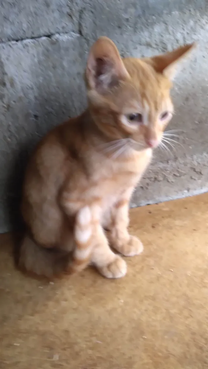 Gato ra a SRD-ViraLata idade 2 a 6 meses nome Billinho ADOTADO