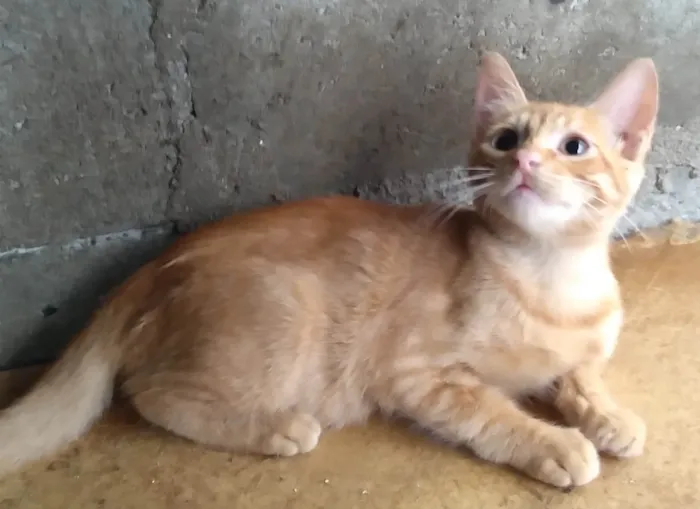 Gato ra a SRD-ViraLata idade 2 a 6 meses nome Billinho ADOTADO