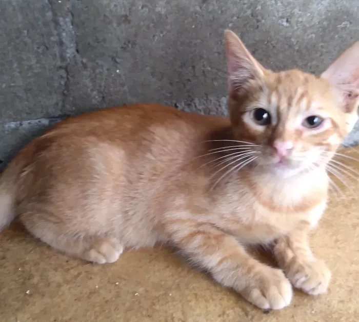 Gato ra a SRD-ViraLata idade 2 a 6 meses nome Billinho ADOTADO