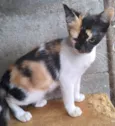 ADOTADA Gatinha Alícia tricolor
