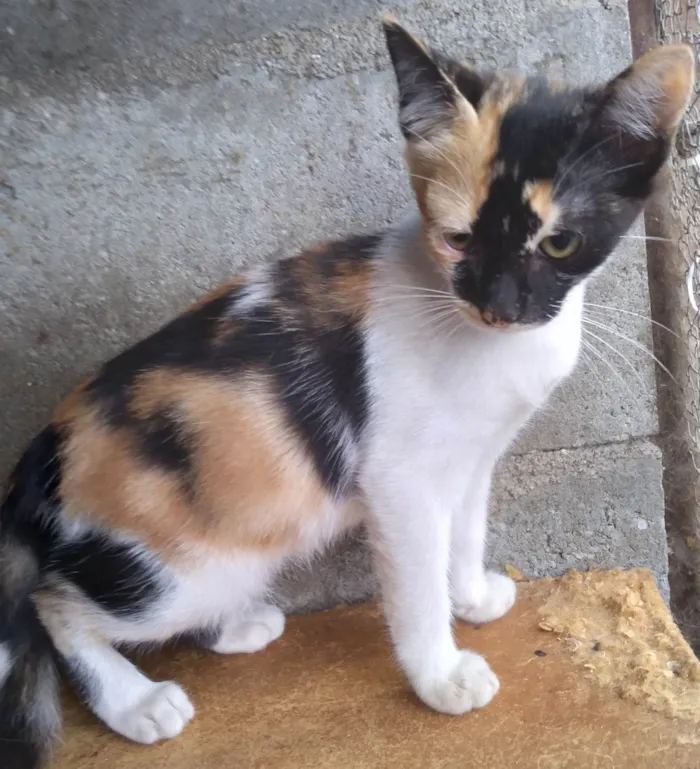 Gato ra a SRD-ViraLata idade 2 a 6 meses nome ADOTADA Gatinha Alícia tricolor