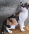 ADOTADA Gatinha Alícia tricolor