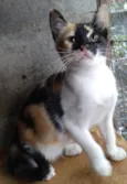ADOTADA Gatinha Alícia tricolor