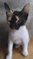 ADOTADA Gatinha Alícia tricolor