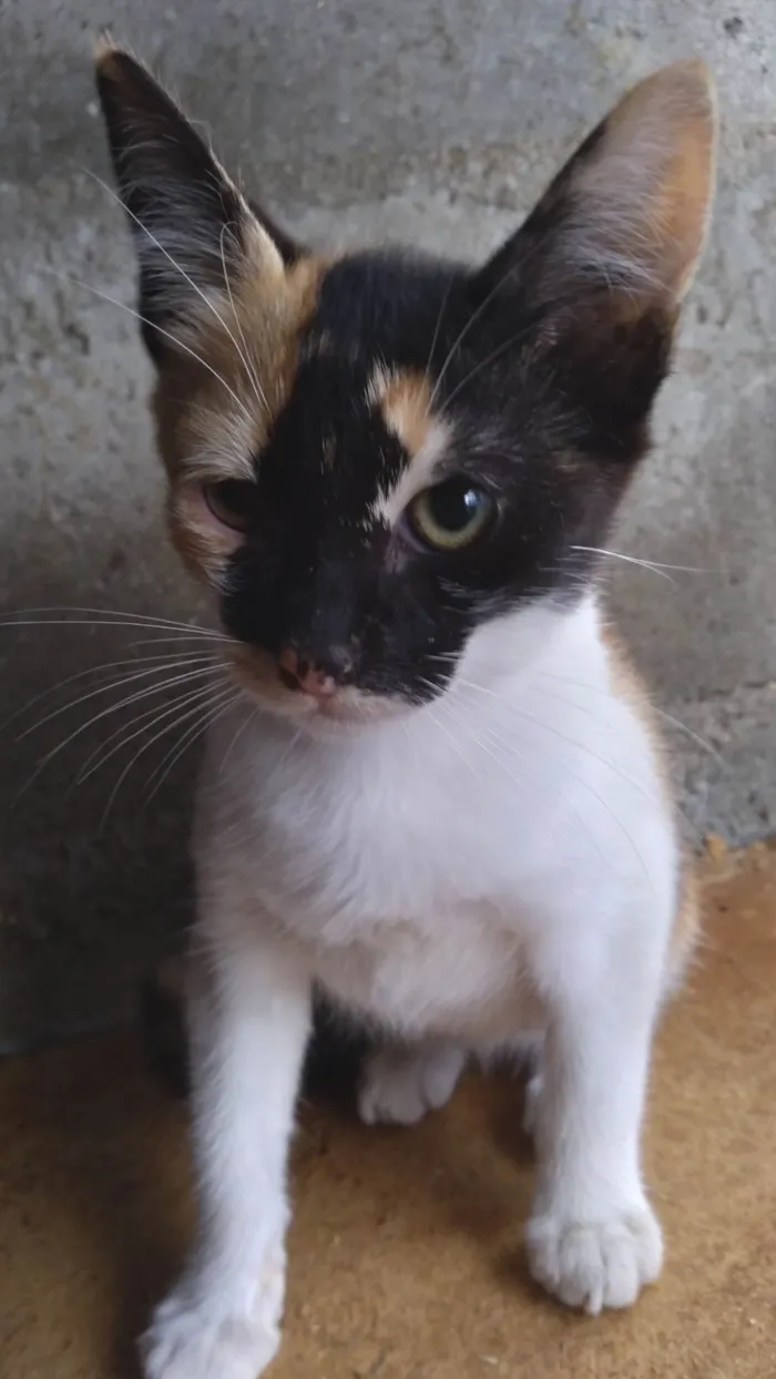 Gato ra a SRD-ViraLata idade 2 a 6 meses nome ADOTADA Gatinha Alícia tricolor
