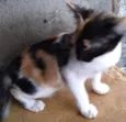 ADOTADA Gatinha Alícia tricolor