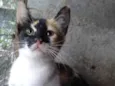 ADOTADA Gatinha Alícia tricolor