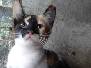 Gato raça SRD-ViraLata idade 2 a 6 meses nome ADOTADA Gatinha Alícia tricolor