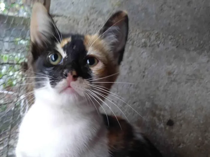 Gato ra a SRD-ViraLata idade 2 a 6 meses nome ADOTADA Gatinha Alícia tricolor