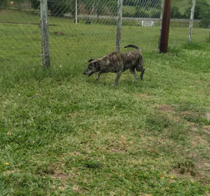 Cachorro ra a SRD idade 4 anos nome Perola
