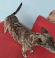 Perola