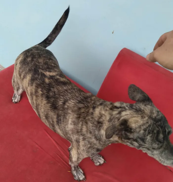 Cachorro ra a SRD idade 4 anos nome Perola