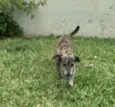 Perola