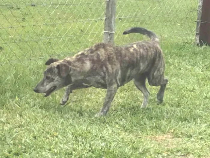 Cachorro ra a SRD idade 4 anos nome Perola