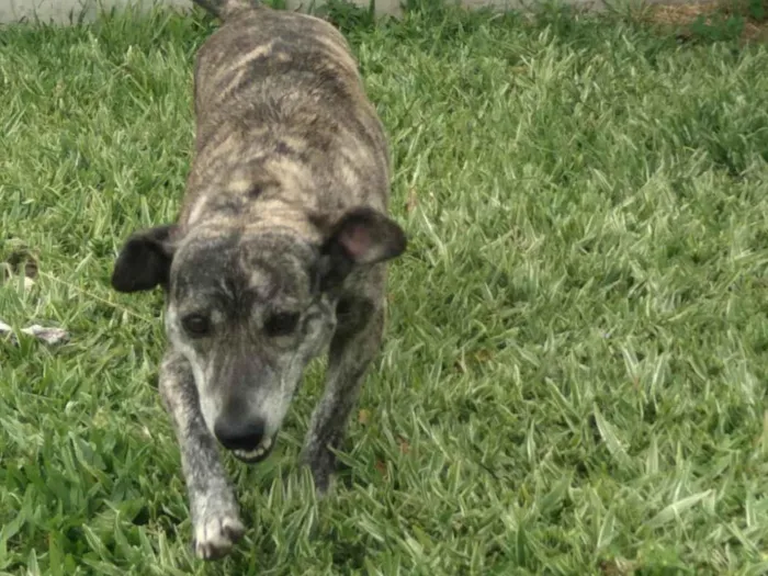 Cachorro ra a SRD idade 4 anos nome Perola