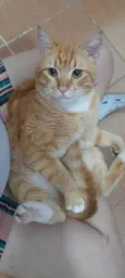 Dudu 
