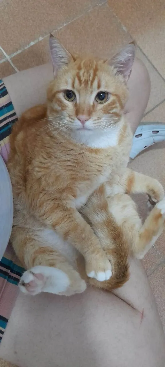 Gato ra a Srd idade 2 anos nome Dudu 